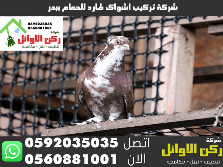 شركة تركيب اشواك طارد للحمام ببدر