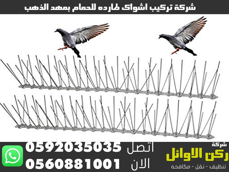 شركة تركيب اشواك طارد للحمام بمهد الذهب