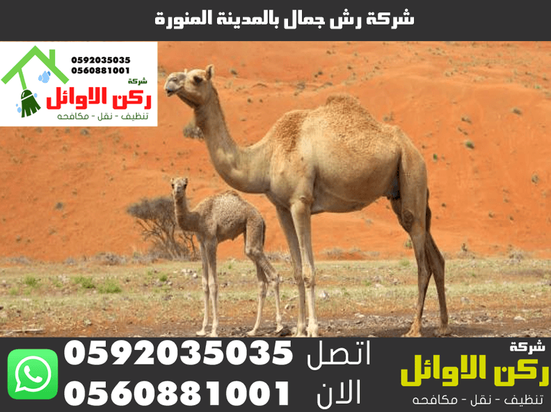 شركة رش جمال بالمدينة المنورة