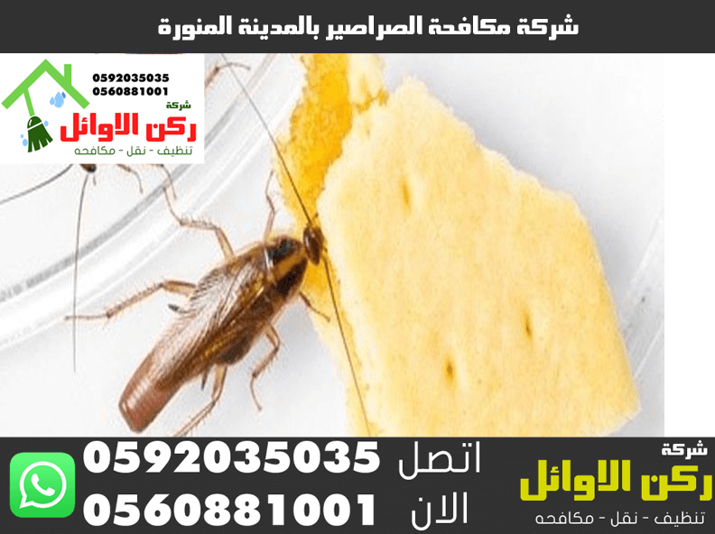 شركة مكافحة الصراصير بالمدينة المنورة