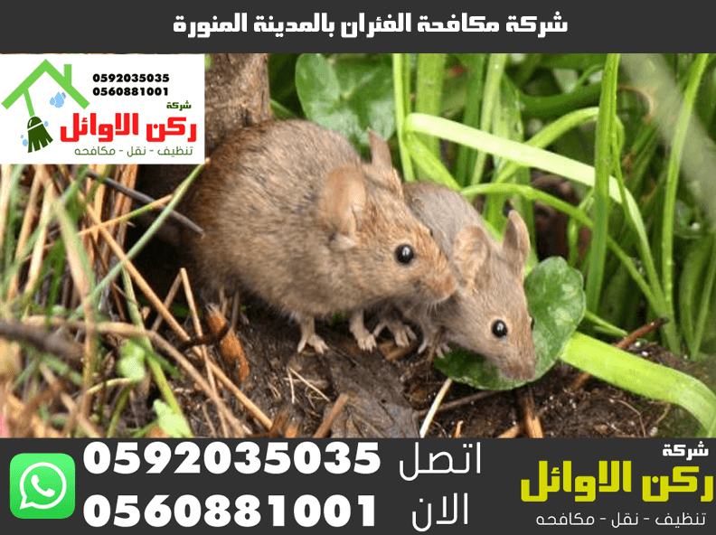 شركة مكافحة الفئران بالمدينة المنورة