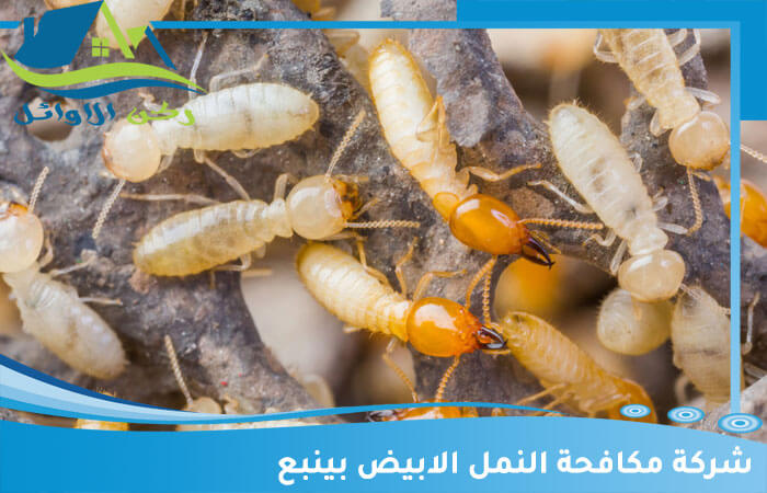 مكافحة النمل الأبيض في ينبع: دليل شامل