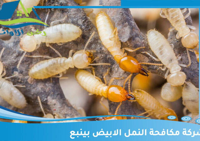شركة مكافحة النمل الابيض بينبع