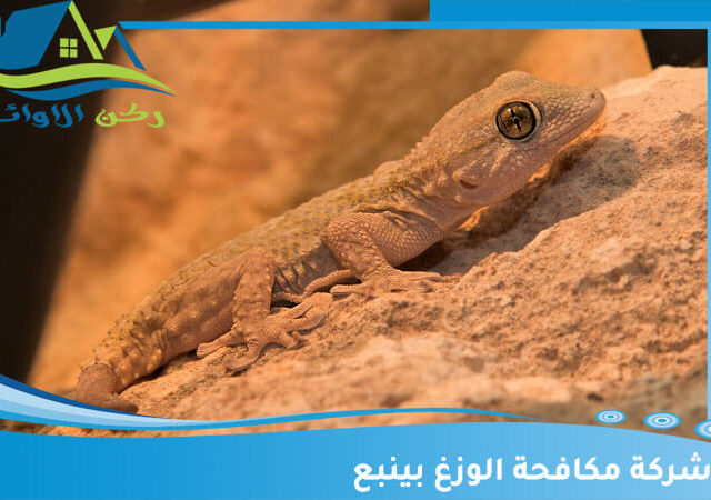 شركة مكافحة الوزغ بينبع