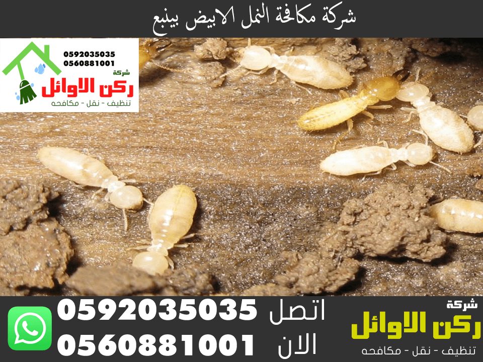 شركة مكافحة النمل الابيض بينبع