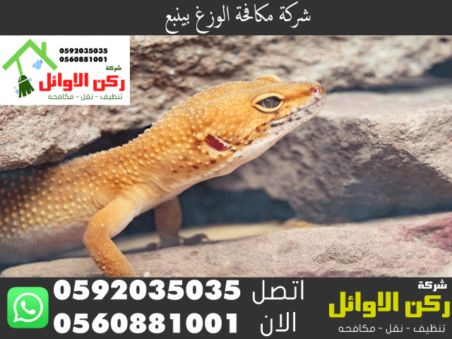 شركة مكافحة الوزغ بينبع