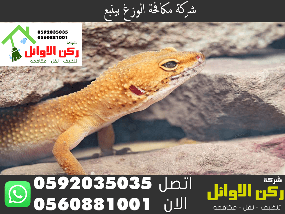 شركة مكافحة الوزغ بينبع