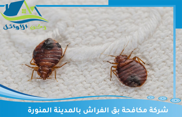 افضل شركة مكافحة بق الفراش بالمدينة المنورة