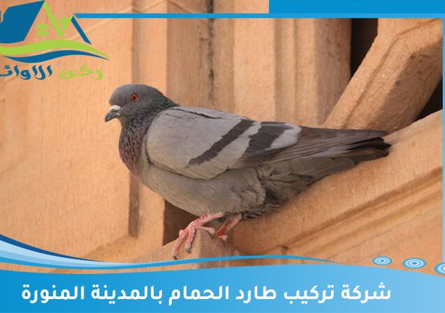 شركة تركيب طارد الحمام بالمدينة المنورة