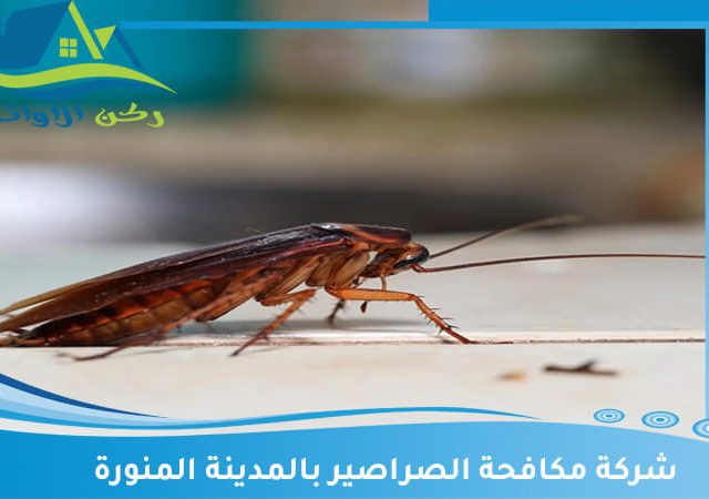 شركة مكافحة الصراصير بالمدينة المنورة