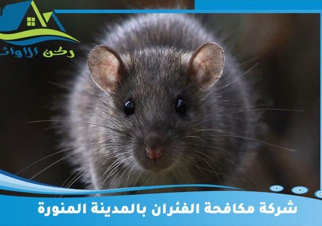 شركة مكافحة الفئران بالمدينة المنورة