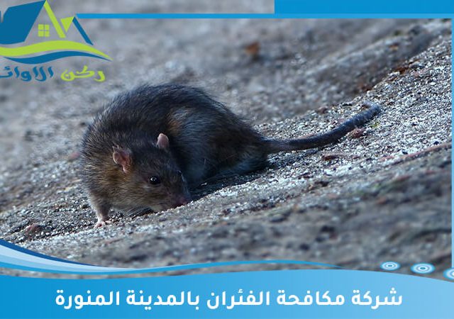 شركة مكافحة الفئران بالمدينة المنورة