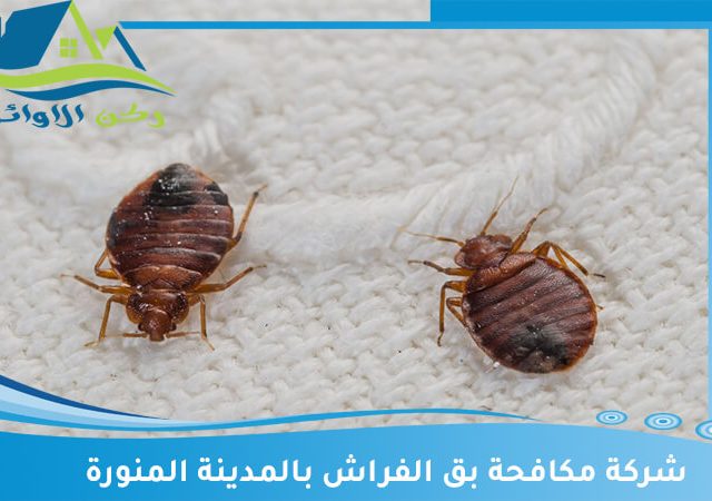 شركة مكافحة بق الفراش بالمدينة المنورة