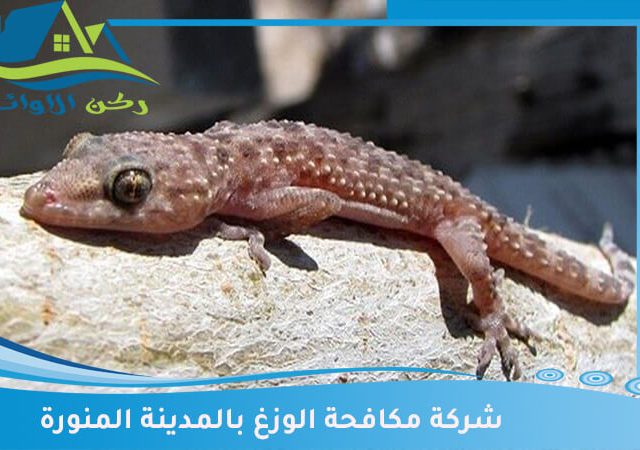 شركة مكافحة الوزغ بالمدينة المنورة
