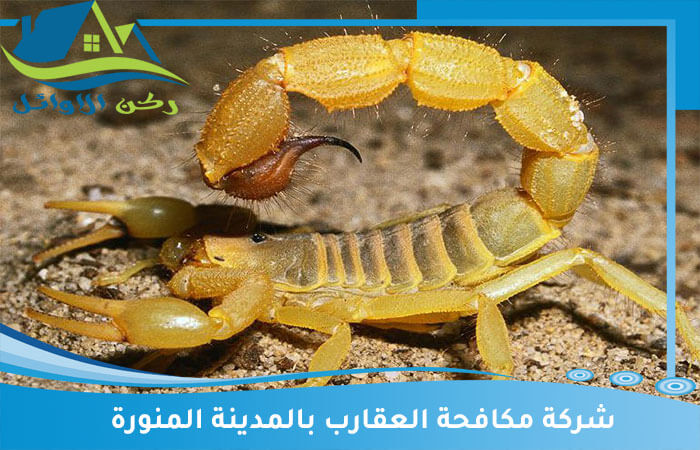 شركة تنظيف العقارب بالمدينة المنورة: خدمات تنظيف متميزة