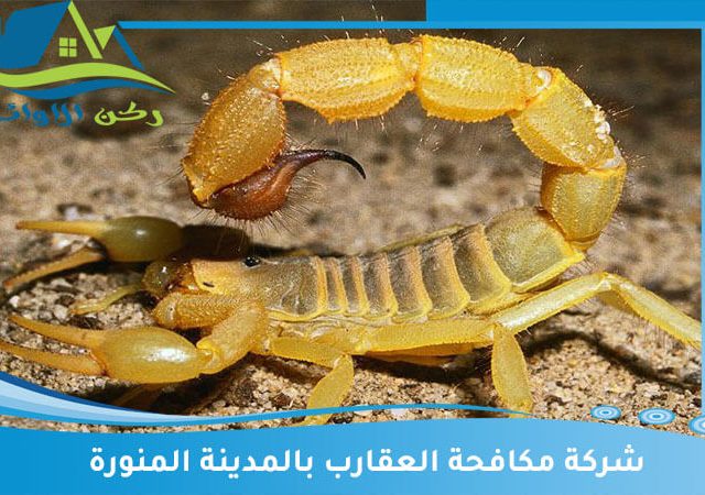 شركة مكافحة العقارب بالمدينة المنورة