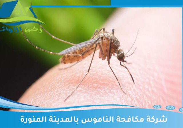 شركة مكافحة الناموس بالمدينة المنورة