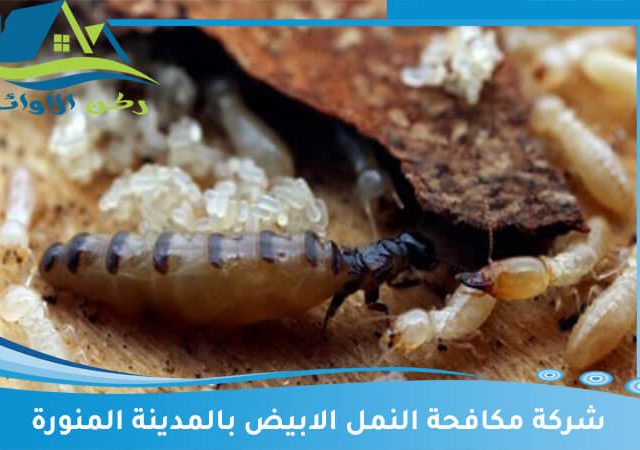 شركة مكافحة النمل الابيض بالمدينة المنورة