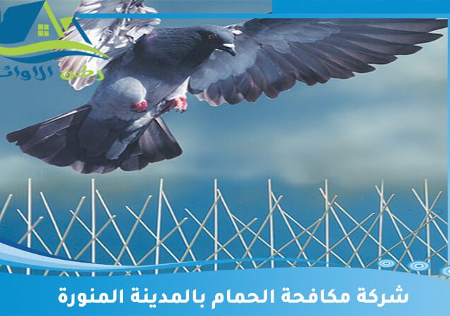 شركة مكافحة الحمام بالمدينة المنورة