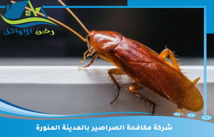 افضل شركة مكافحة الصراصير بالمدينة