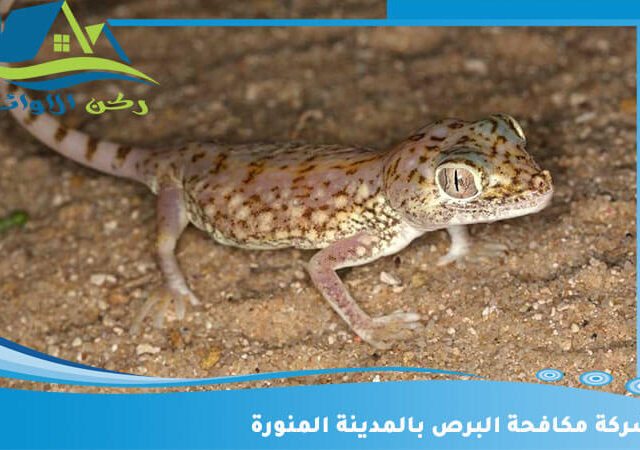 شركة مكافحة البرص بالمدينة المنورة