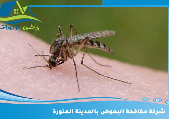 شركة مكافحة البعوض بالمدينة المنورة