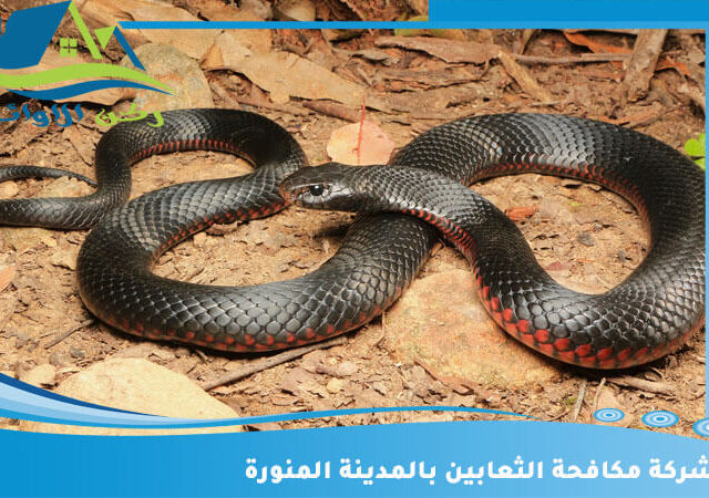 شركة مكافحة الثعابين بالمدينة المنورة