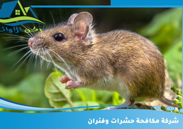 شركة مكافحة حشرات وفئران
