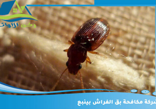شركة مكافحة بق الفراش بينبع