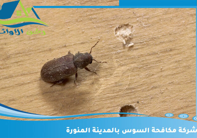 شركة مكافحة السوس بالمدينة المنورة