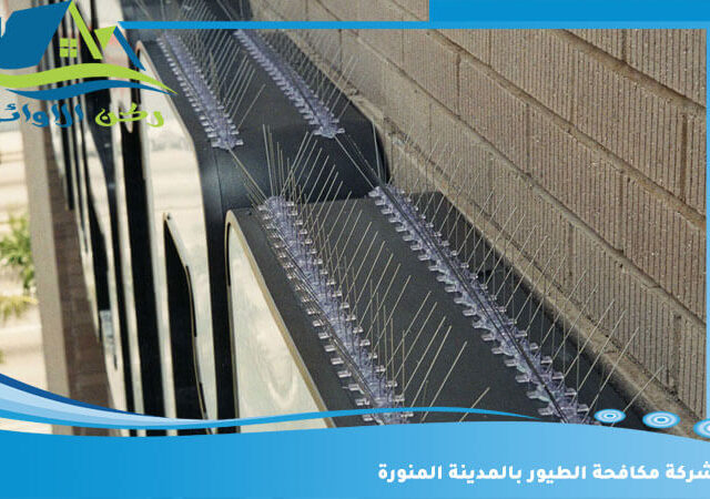 شركة مكافحة الطيور بالمدينة المنورة
