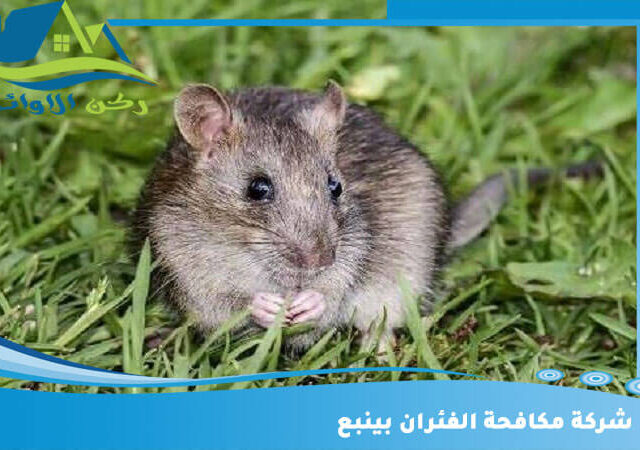 شركة مكافحة الفئران بينبع